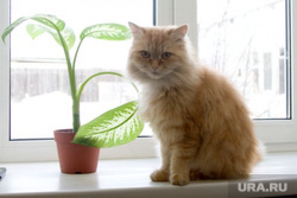 Кракен даркнет купить